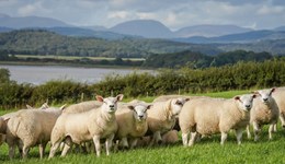Shropshire: Right start, right carcase, right market – lamb 